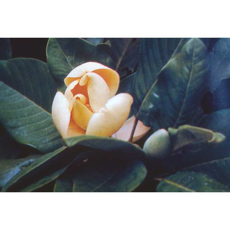 Father Delavay's magnolia