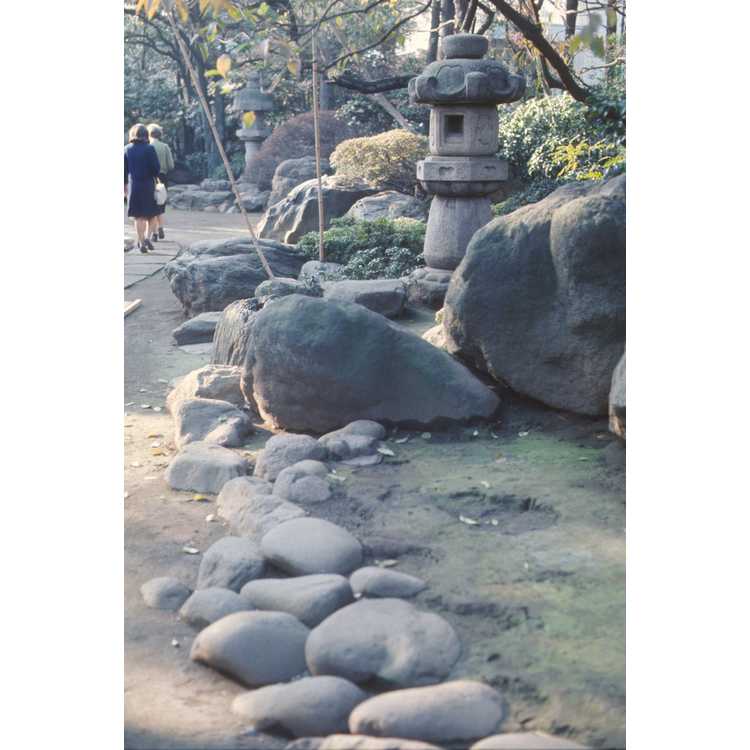 Tokyo bonsai