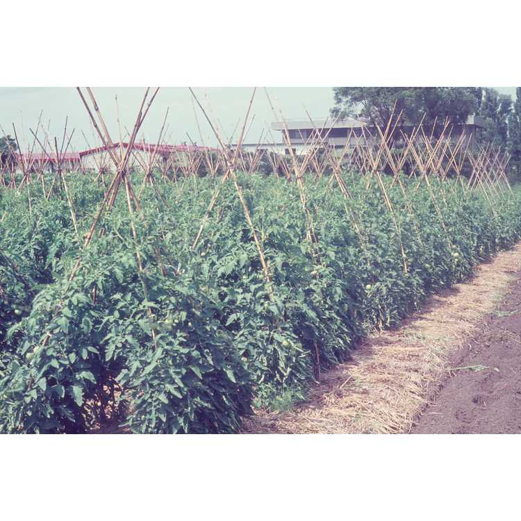 <em>Solanum lycopersicum</em>