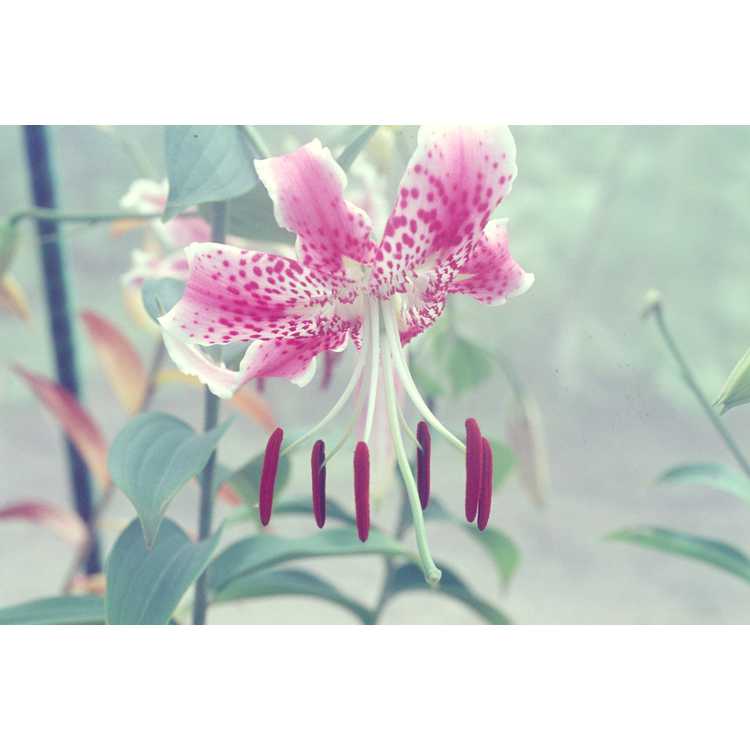 <em>Lilium rubellum</em>