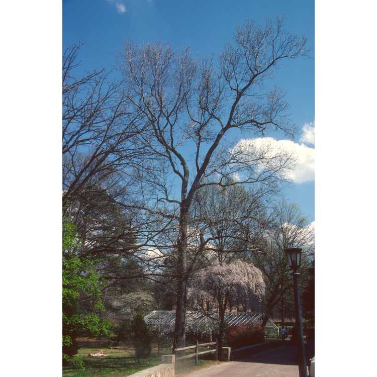 Coker Arboretum, University of North Carolina at Chapel Hill
