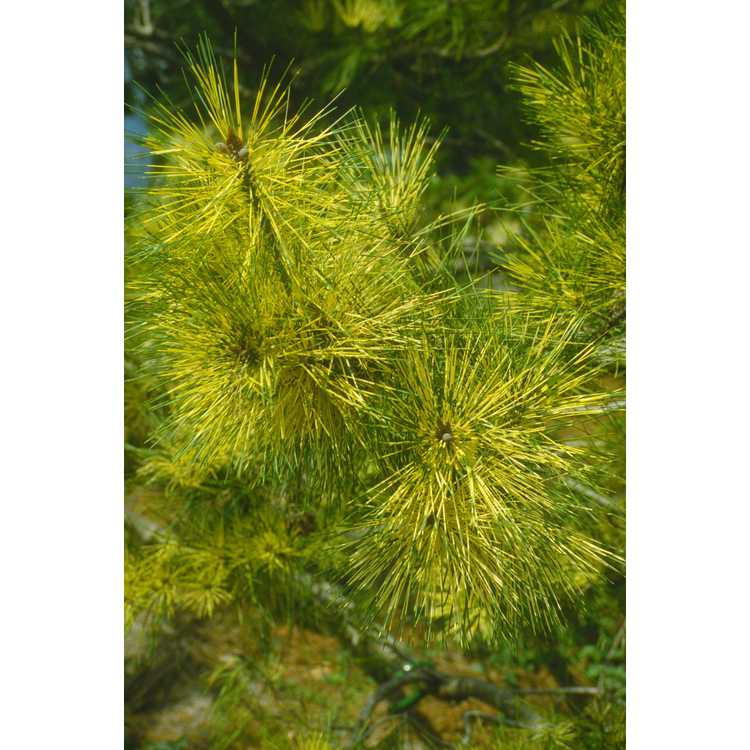 dragon's-eye Japanese red pine
