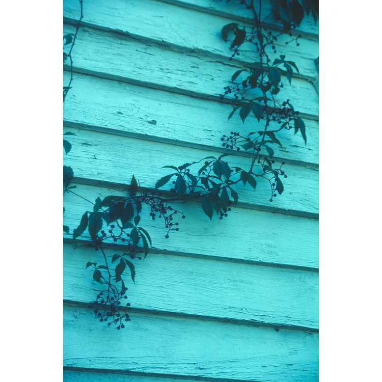 <em>Parthenocissus quinquefolia</em>