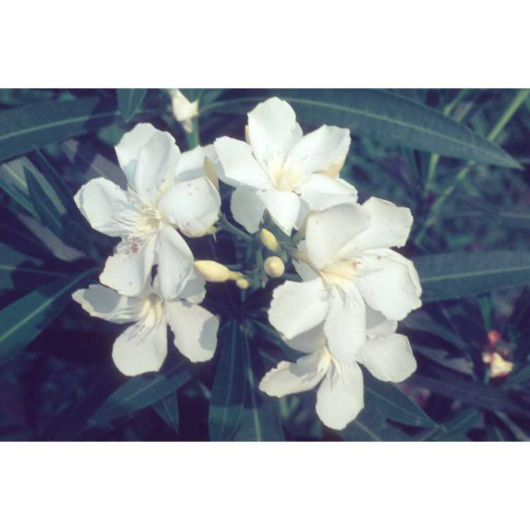 Nerium oleander - hardy oleander