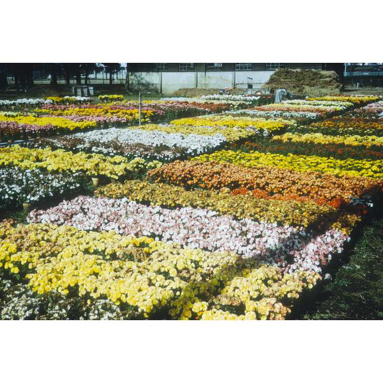 <em>Chrysanthemum</em>