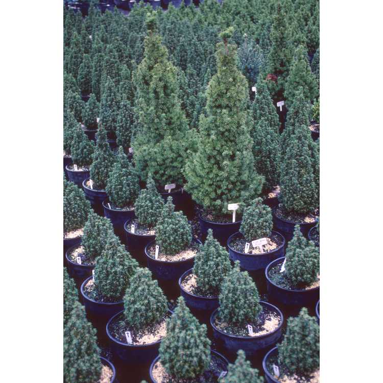 dwarf Alberta spruce