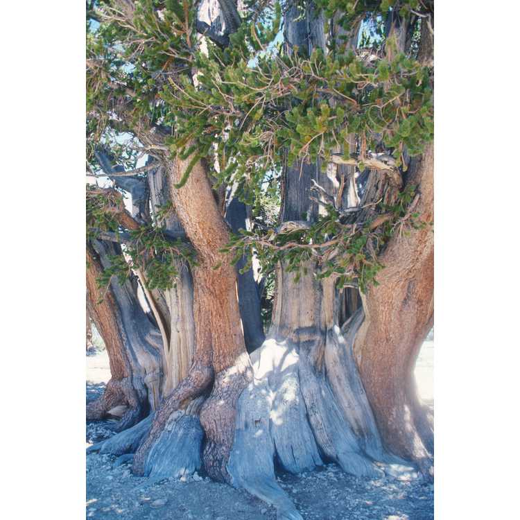 <em>Pinus longaeva</em>