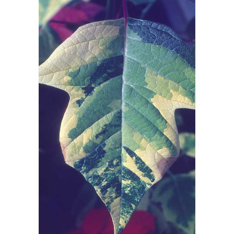 <em>Euphorbia pulcherrima</em>
