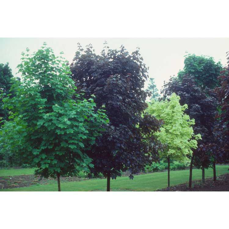 <em>Acer platanoides</em>