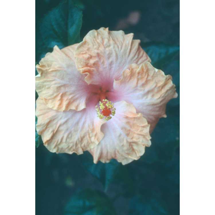 Hibiscus - mallow