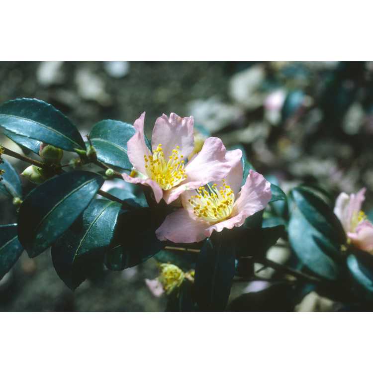 <em>Camellia sasanqua</em>