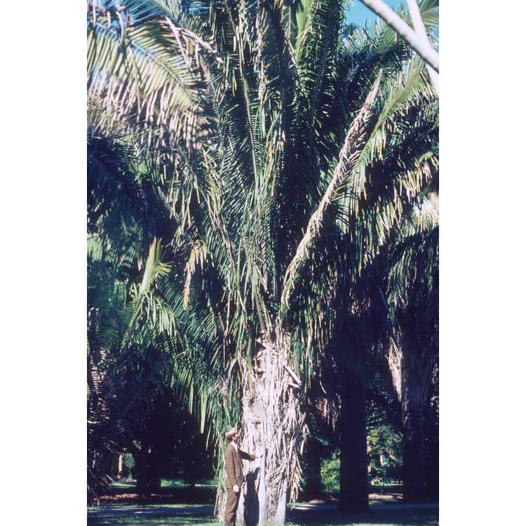 attalea palm