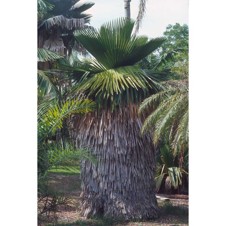Cuban petticoat palm