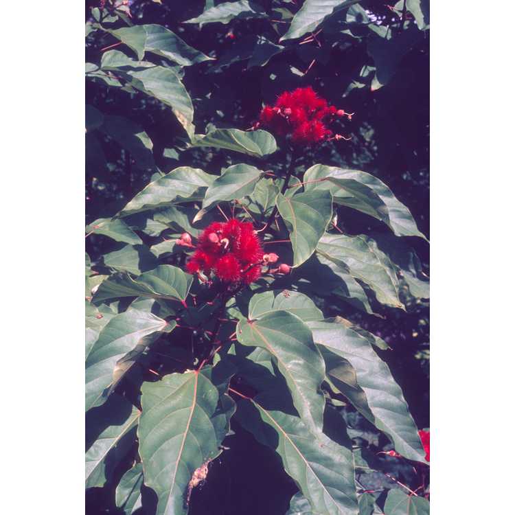 Bixaceae