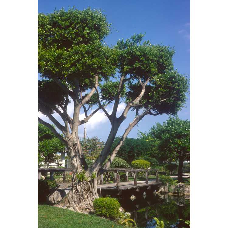 Miami Japanese garden