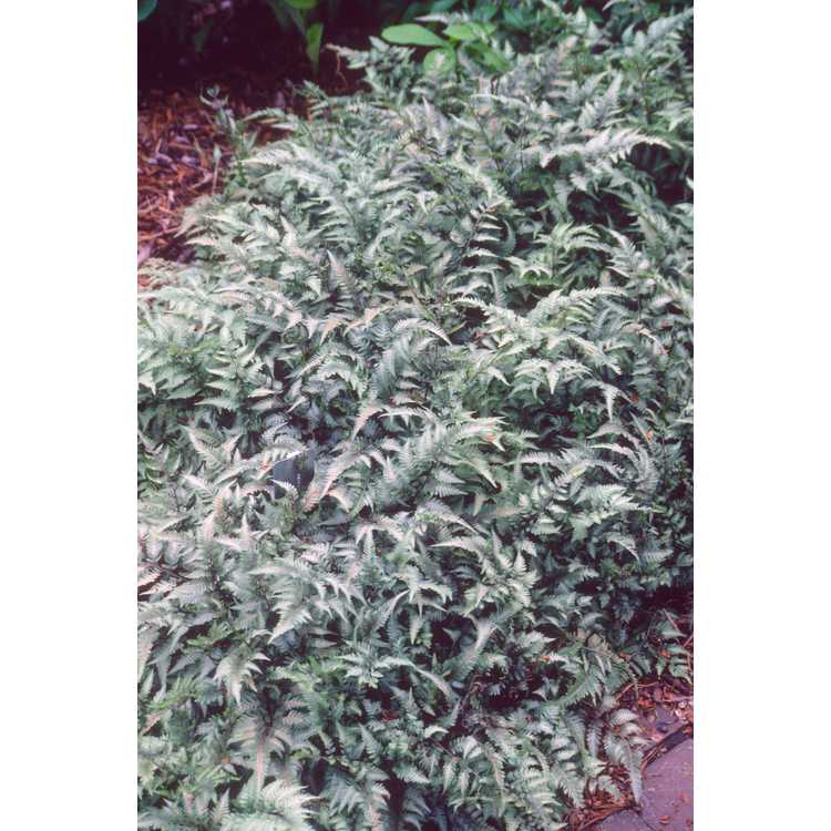 Athyrium niponicum var. pictum - Japanese painted fern
