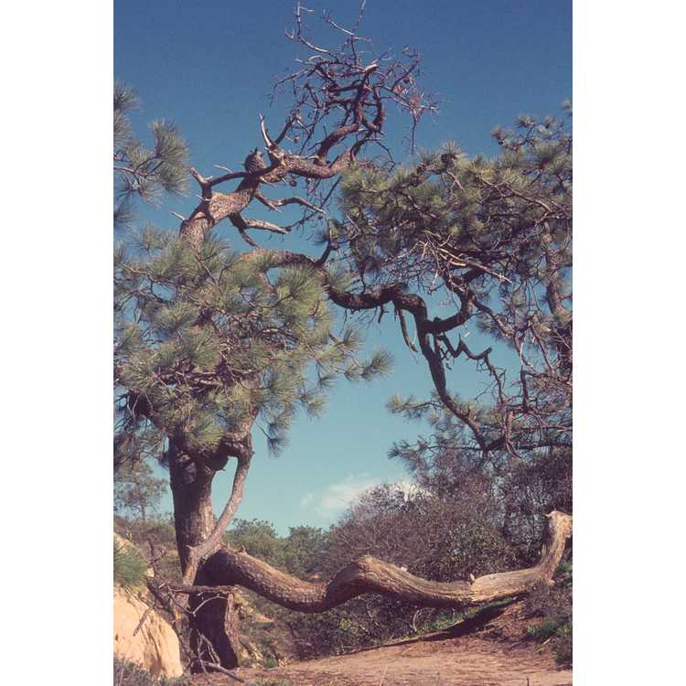 <em>Pinus torreyana</em>