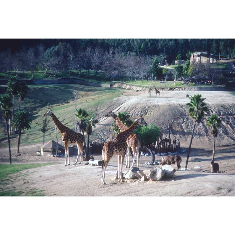 wild animal park San Diego