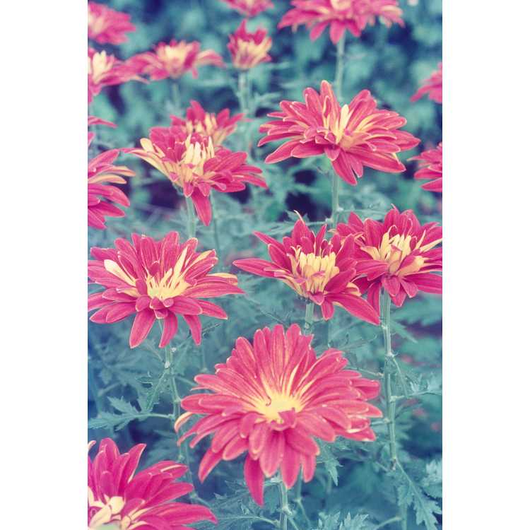 <em>Chrysanthemum</em>