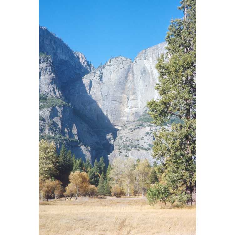 Sierra redwood