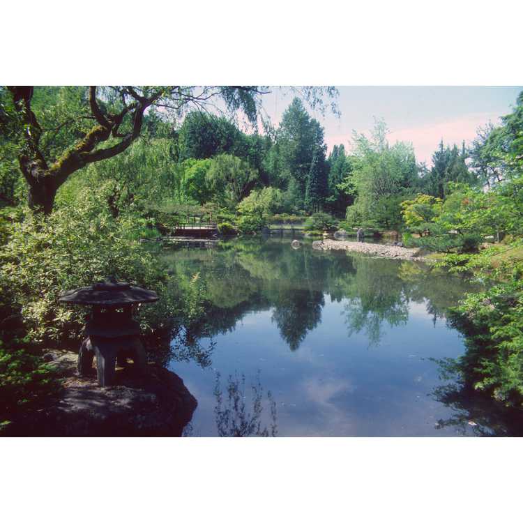 Seattle uw arboretum; Japanese garden