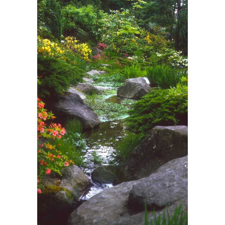 University of Washington Japanese Garden