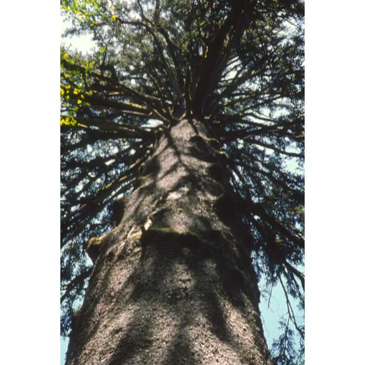 <em>Picea sitchensis</em>