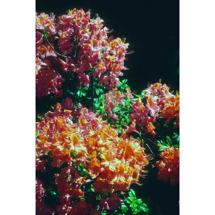 <em>Rhododendron</em>