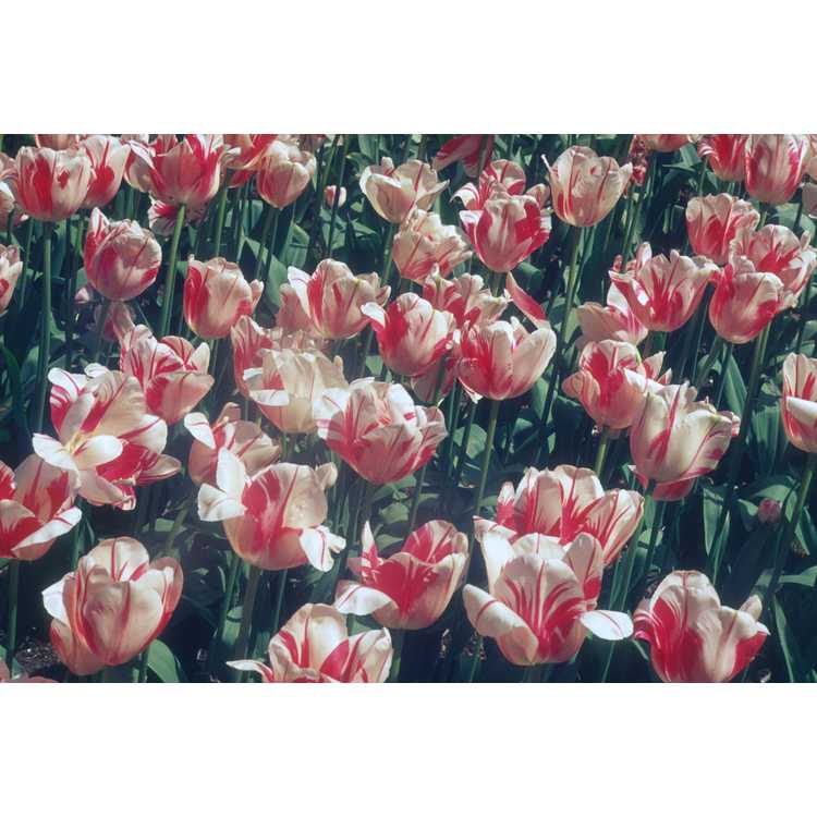<em>Tulipa</em>