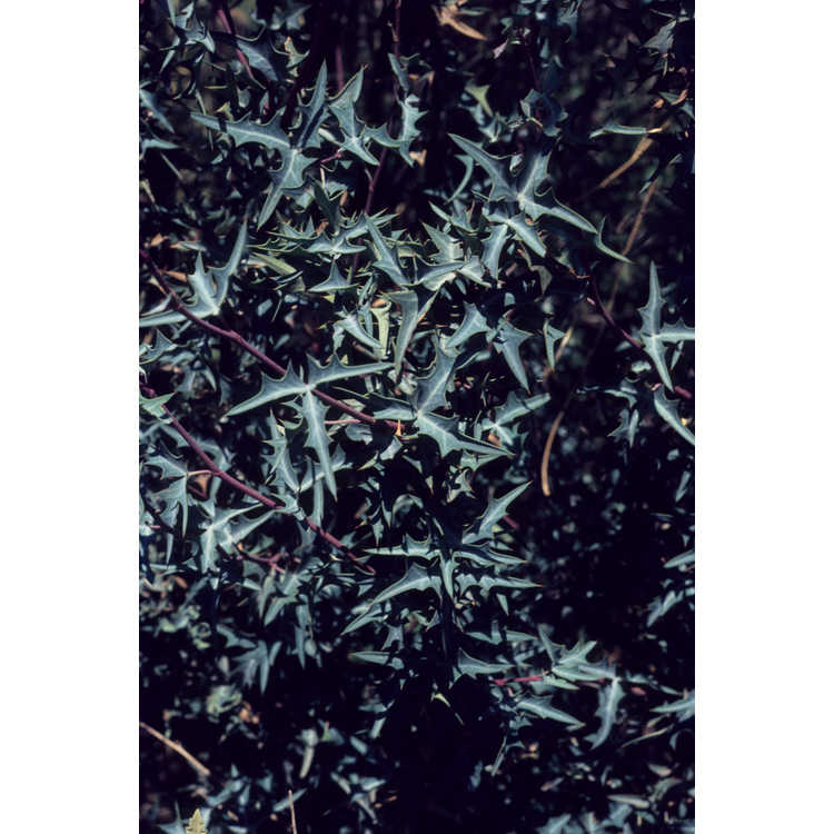 Mahonia trifoliolata