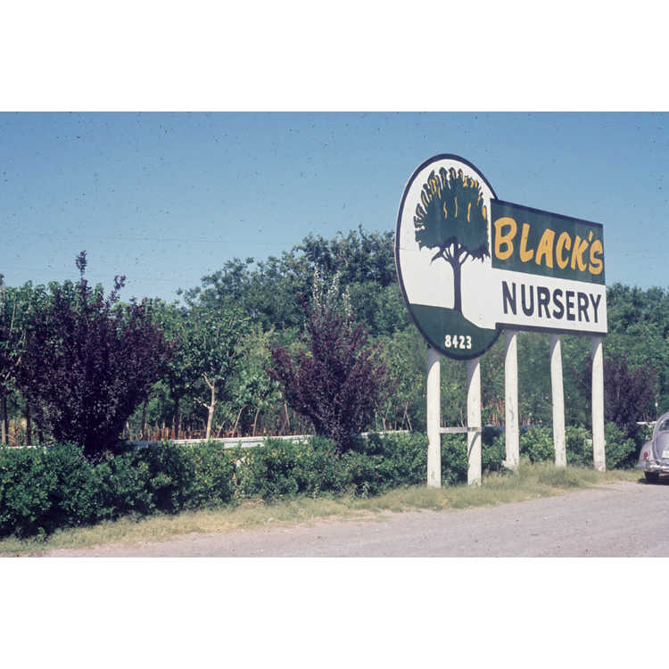 Black's Nursery