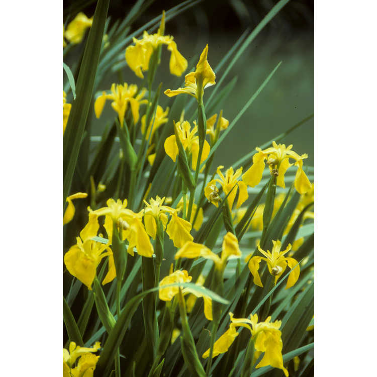 Iris pseudacorus - yellow flag