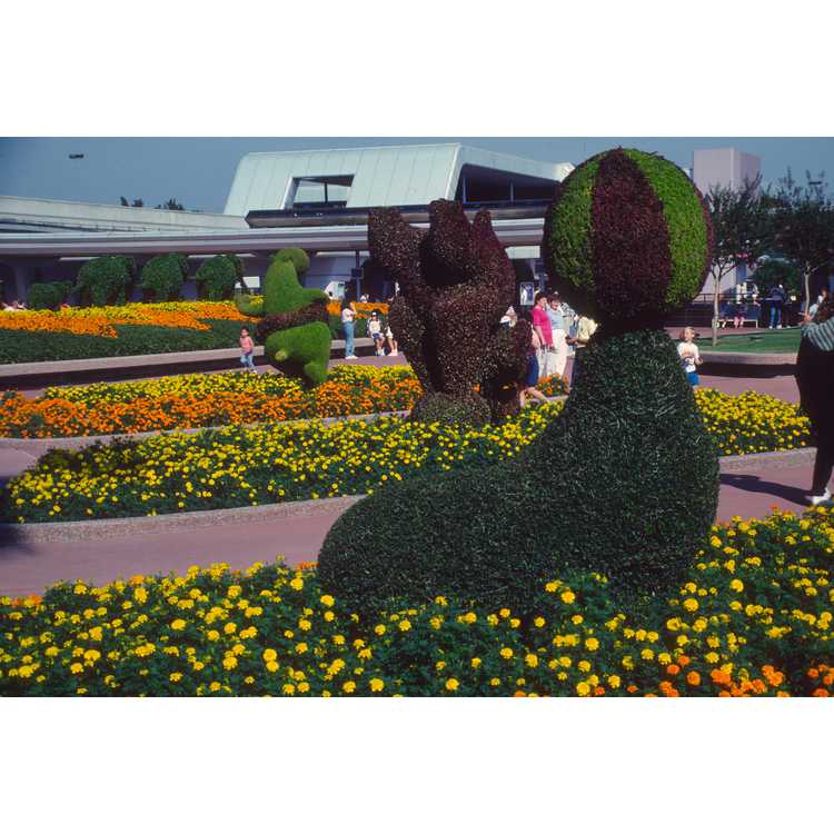 Walt Disney World, Epcot