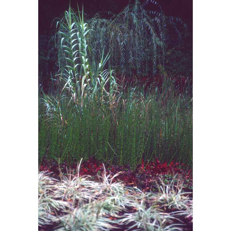 striped giant reed
