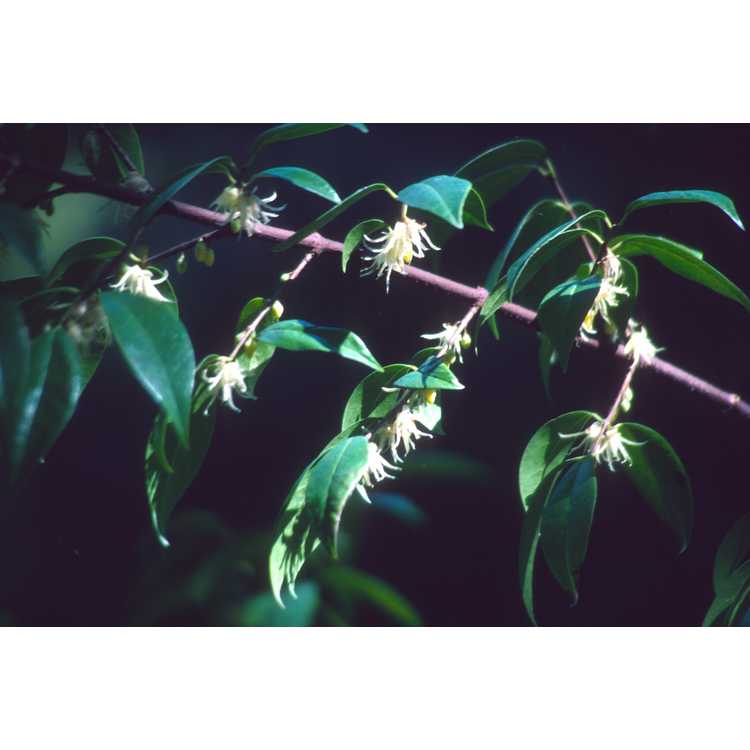 Chimonanthus nitens - evergreen chimonanthus
