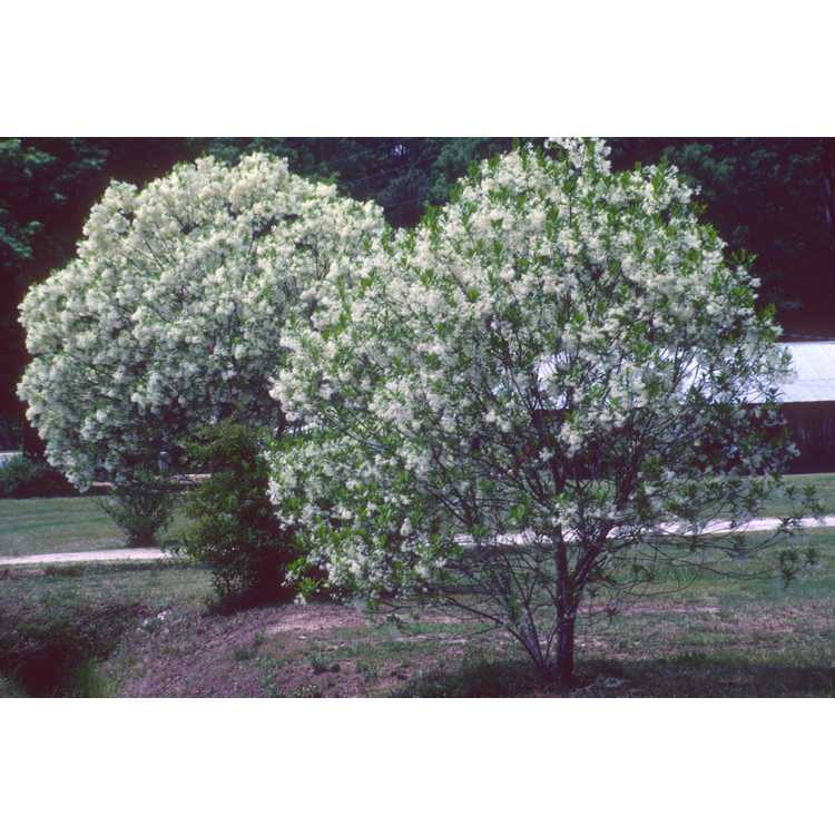 Chionanthus virginicus - fringe tree