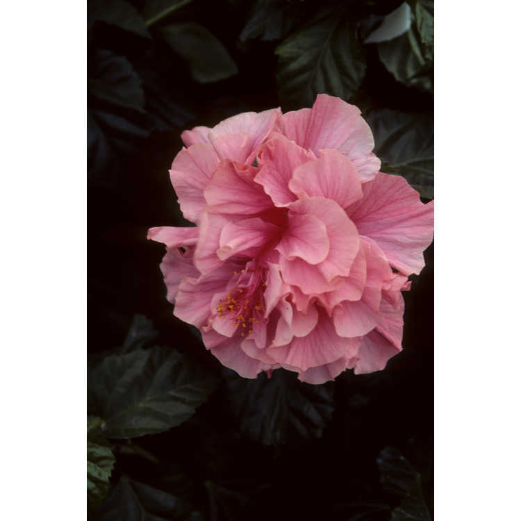 <em>Hibiscus rosa-sinensis</em>