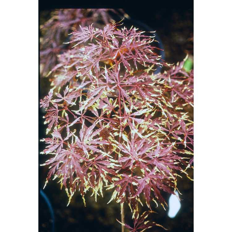 Acer palmatum - Japanese maple