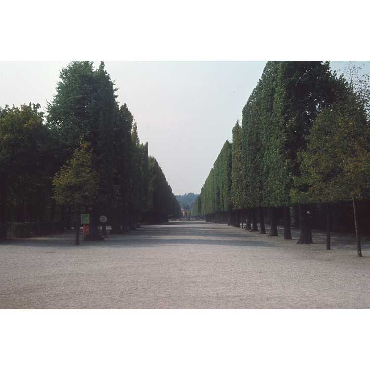 Schonbrunn Palace and Gardens