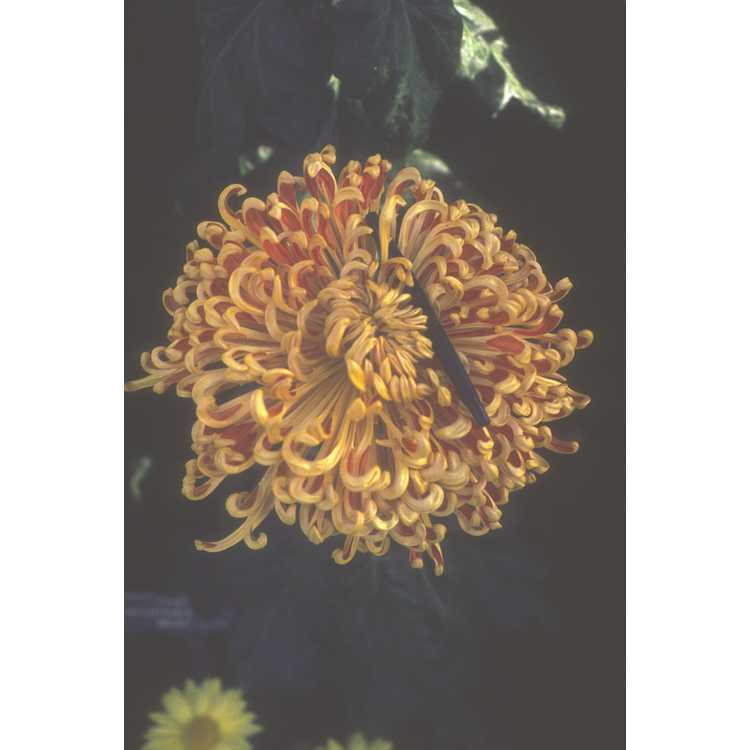 florists' chrysanthemum