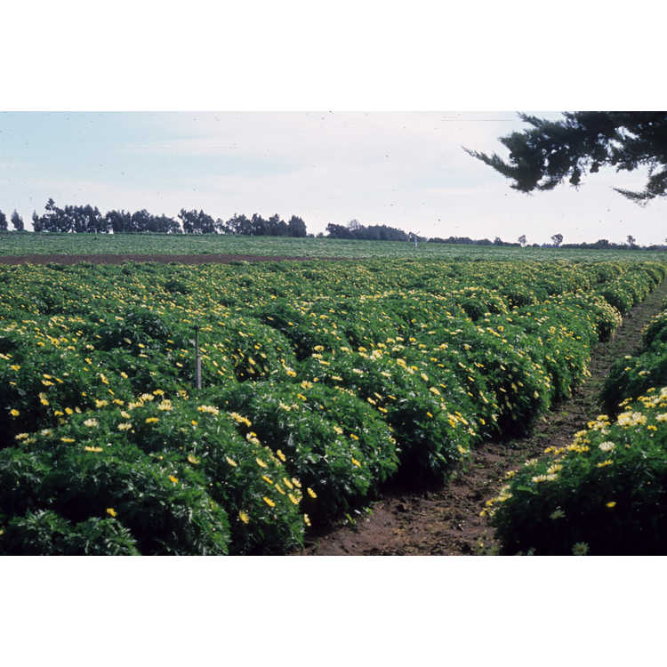 <em>Argyranthemum frutescens</em>