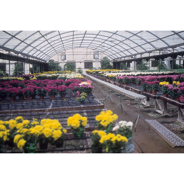 wholesale floriculture operation