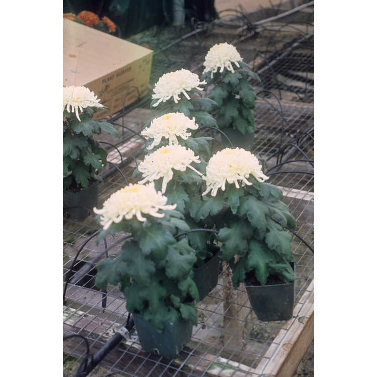 <em>Chrysanthemum</em> ×<em>grandiflorum</em>
