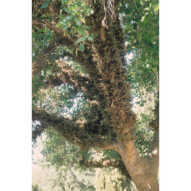 <em>Ficus sycomorus</em>