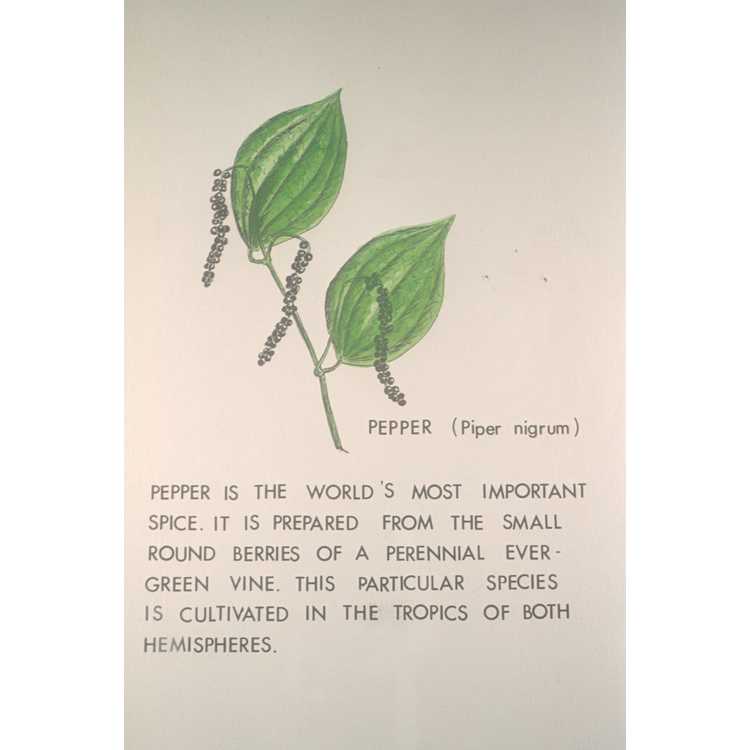 Piperaceae