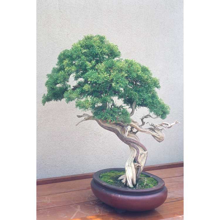 Chinese juniper