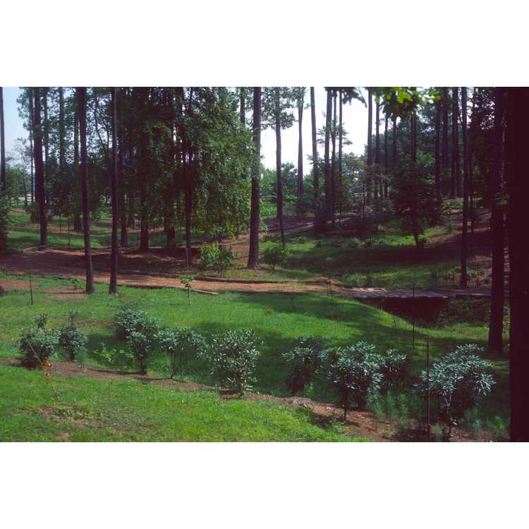 South Carolina Botanical Garden, Clemson University