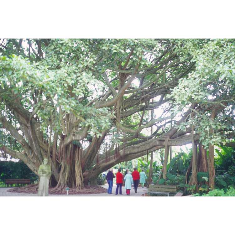 <em>Ficus benghalensis</em>