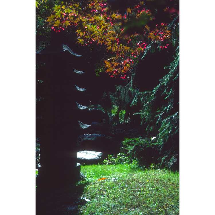 Swiss Pines Japanese Gardens