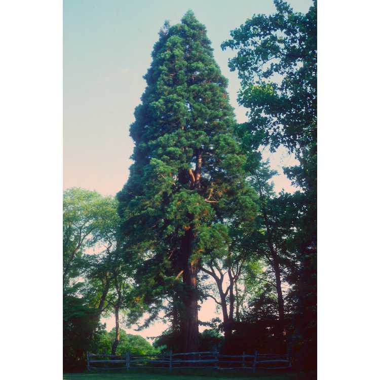 Sierra redwood
